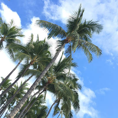 Palm Trees, Oahu, Hawaii
