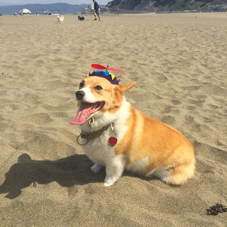 Norcal Corgi Con Ocean Beach